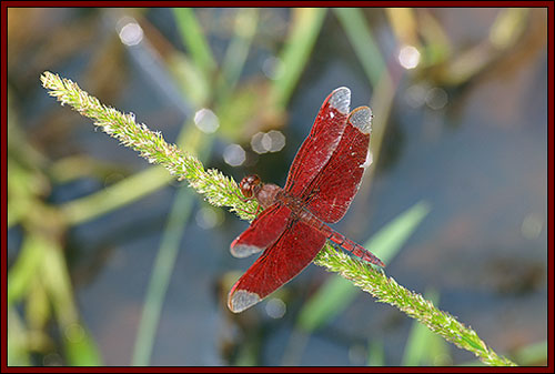 Dragonfly