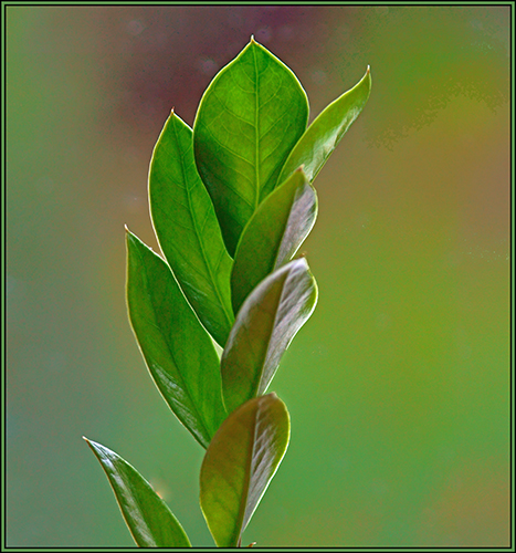 Flower 1 Flower 1