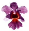 Orchid