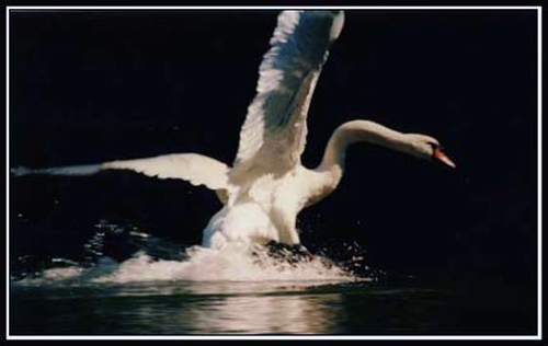 Swan