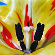 Tulip 2