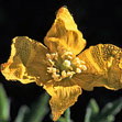 Wild Poppy 2 Wild Poppy 2